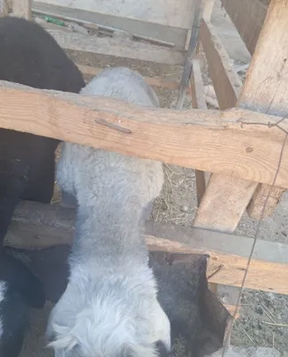 Продаётся баран! 1