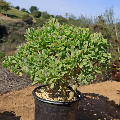 Крассула древовидная (Crassula arborescens undulatifolia) / Толстянка 1