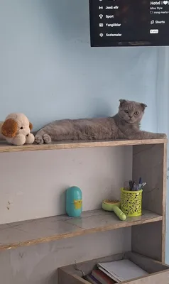 Кошка. 1