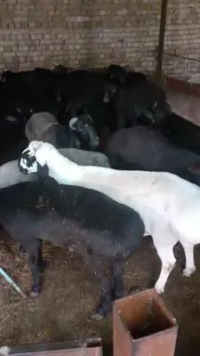 Qoy qochqor bor uyda 90 min