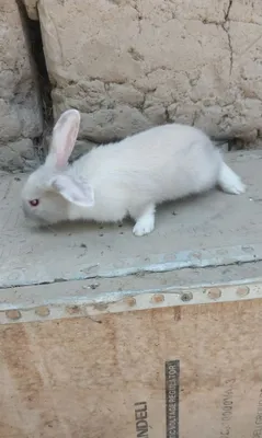 Кролик, большой кролик 1