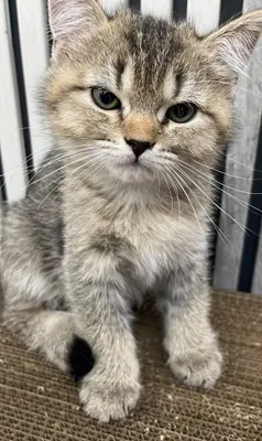 Отдаётся котёнок 1
