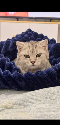 Шотландская вислоухая кошка 1