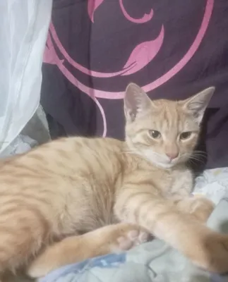 Кот бесплатно одам 1