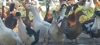 Пекин урдаклари 4 ойлик 1