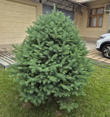 Продам голубую ель