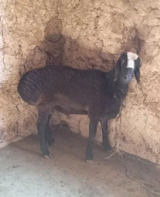 Qochqor sotiladi 1