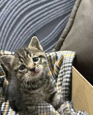 Очень умный котенок 1