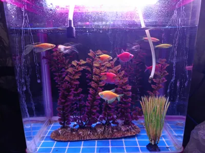 akvarium sotiladi baliqlari bilan 1