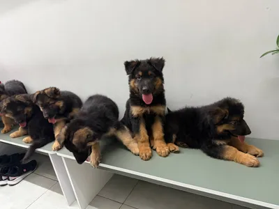 Toshkentda 2 oylik nemis ovcharkasi kuchukchalari 1