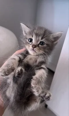 Продаётся котёнок 1