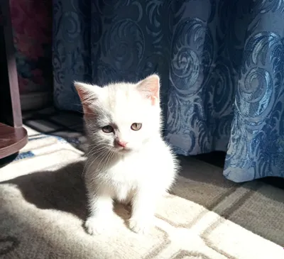 Белый Скоттиш страйт 1