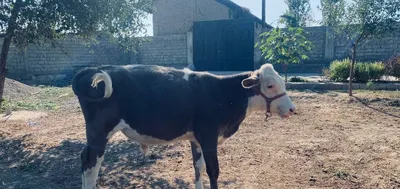 Buqacha sotiladi 1