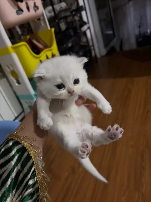 Котёнок 1