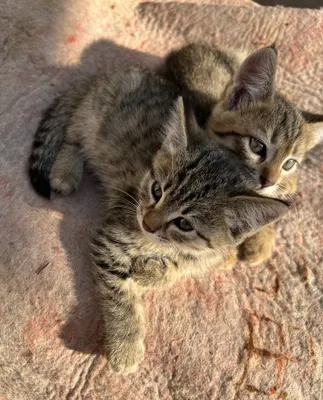 Домашние котята 1