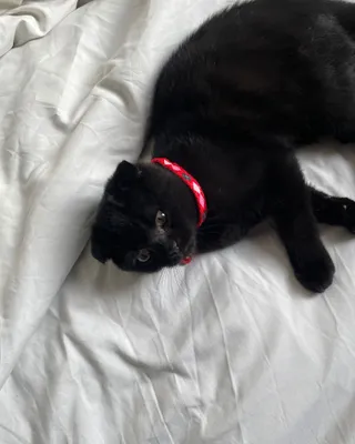 Scottish Fold zotli mushukcha sotiladi! 1