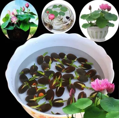 Ajoyib yangilik Lotus yoki o‘zbek 1