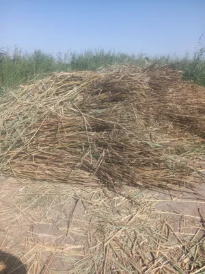 Продаётся садовый камыш 1