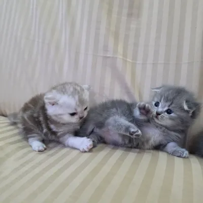 котята пародистые 1