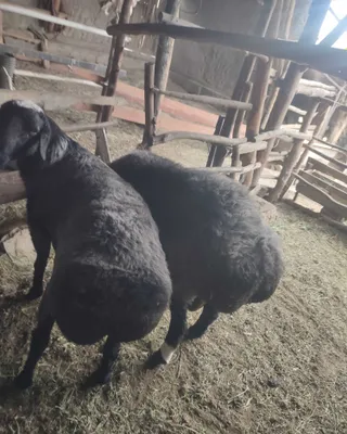 Uyni moli yaxshi boqilgan Qochqor 1