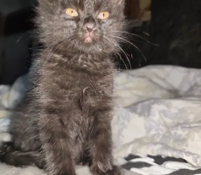 Отдаем котенка даром 1