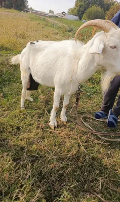 Продаются козы 1