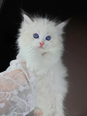Ragdoll 1