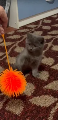 Котята: мальчик и девочка 1