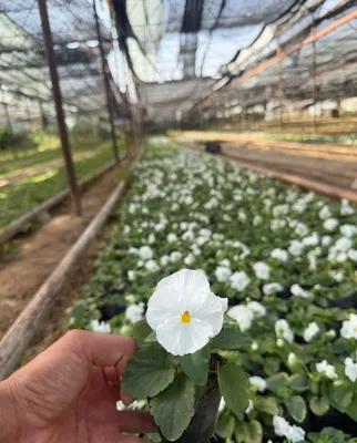 Viola kapalak gul 1