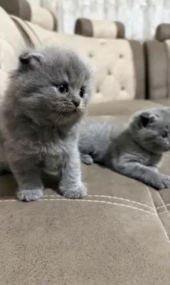 Котёнок, полтора месяца 1