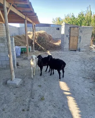 Продаются бараны 1