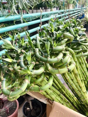 Bambuk — Sanderaning metrliklari, Gollandiya