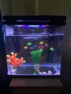 Baliqlari bilan akvarium sotiladi