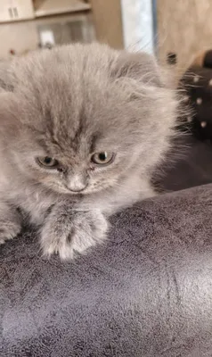 Scottish fold beby митис 1