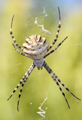 Argiope lobata o'rgimchagi