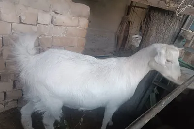 Рус ок эчкиси ургочи 1