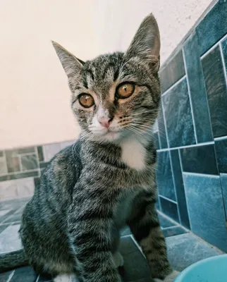 Отдам котенка даром. mushukchani tekinga beraman 1