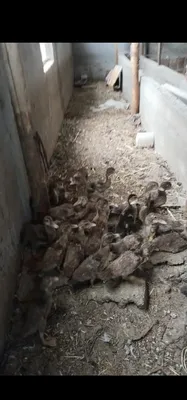 Продаются мускусные утки 1