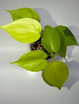 Filodendron, xona o‘simliklari 1