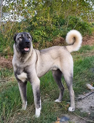 Kangal kuchukchalari sotiladi 1