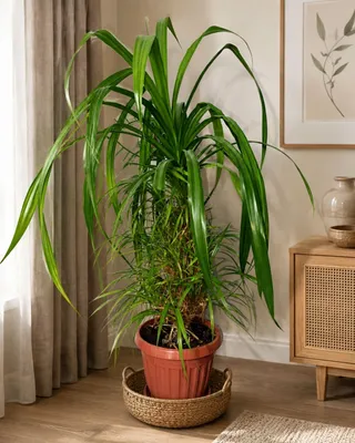 Pandanus