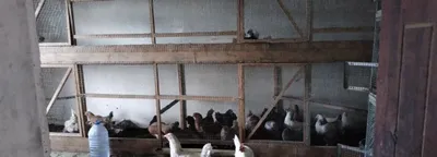 Tovuqla aralashiga sotiladi 1