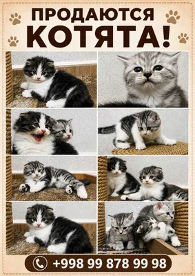Продаются котята британской породы 1