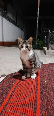 Mushukchalar mehribon qo‘llarga! 1