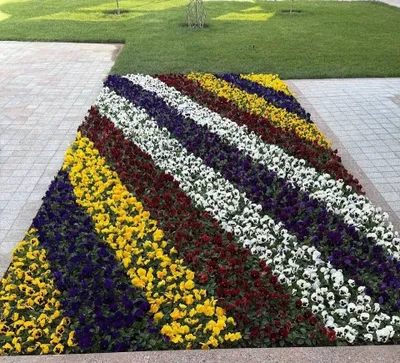 Viola kapalak gul kochatlari 1