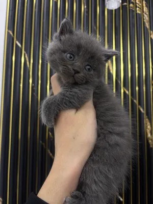 Rus sochli mushuklar Rus sochli mushuklar