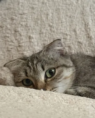 Котик в добрые ручки 1