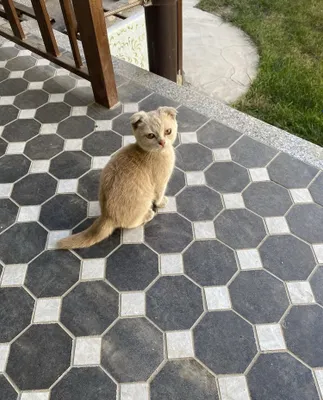 Golden Scottish Fold 1