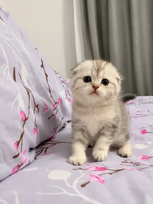 Scottish Fold va Scottish Straight mushukchalari 1
