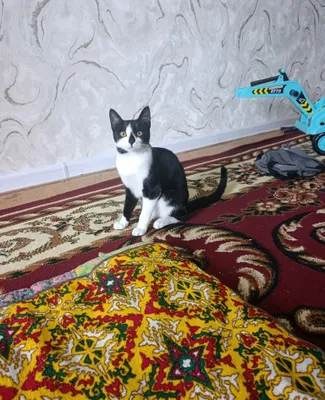 Продаётся очень игривая кошка 1